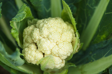 Canvas Print - Cauliflower in the garden