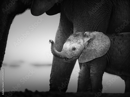 Naklejka na szybę Baby Elephant next to Cow (Artistic processing)