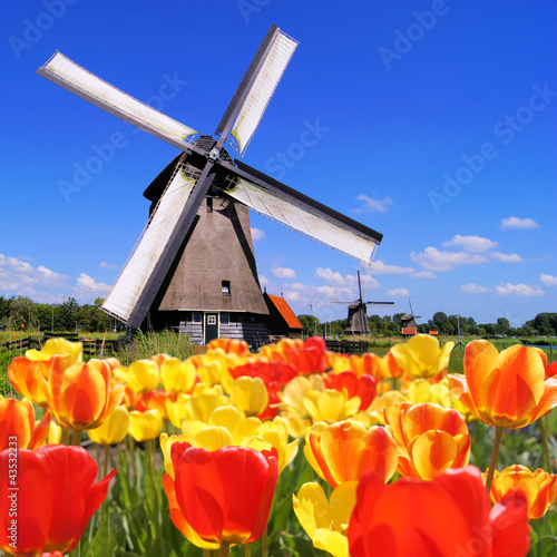 Fototapeta na wymiar Traditional Dutch windmills with vibrant tulips