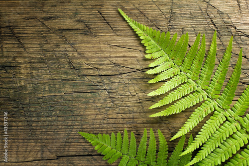 Naklejka na szybę Fresh fern border on vintage wooden background