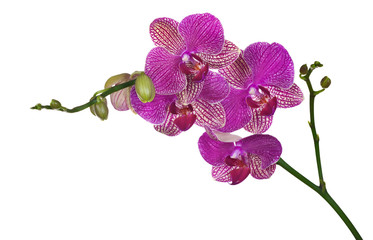 Wall Mural - dark pink orchid flowers isolated on white