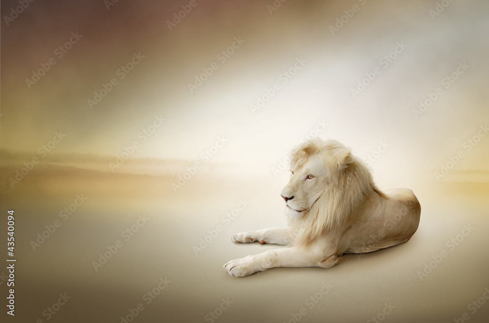 Luxury photo of white lion, the king of animals - obrazy, fototapety, plakaty 