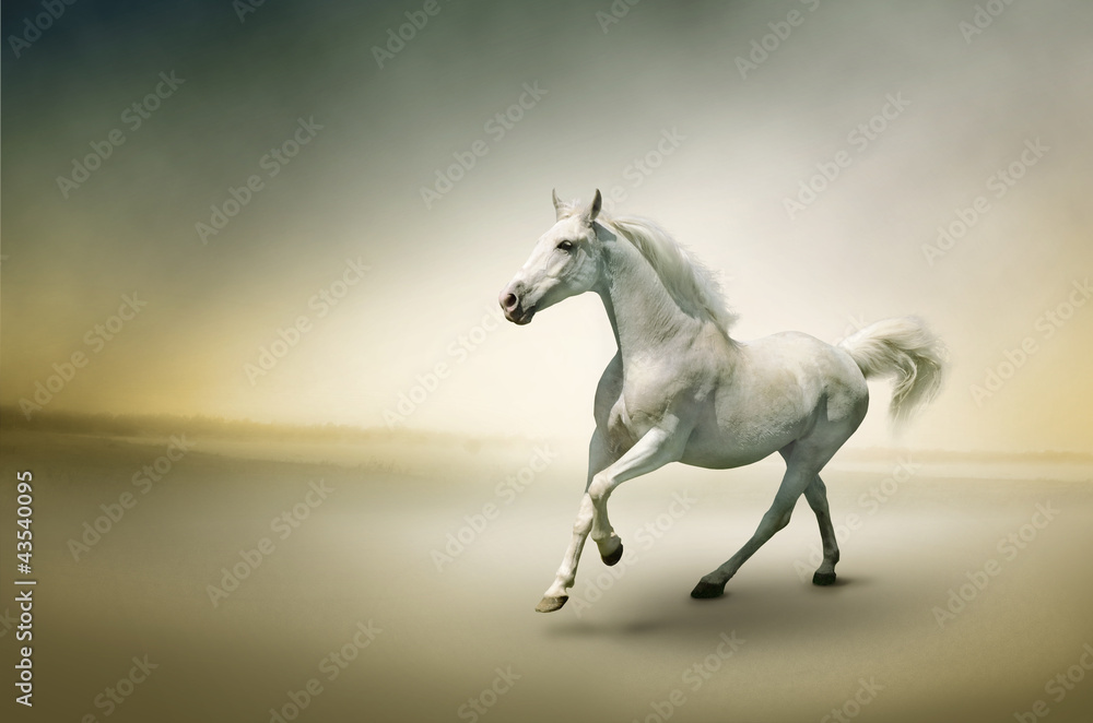 Stock Photo: White horse in motion - obrazy, fototapety, plakaty 