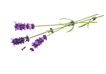 Sticker - lavender flowers over white background