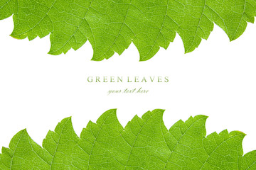 Wall Mural - Fresh green leaf frame isolated closeup with copy space