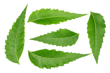 Poster - Medicinal neem leaves