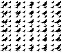 Blackbird, Blank Bird Pattern Isolated On White Background