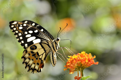 Tapeta ścienna Motyl wapienny (papilio demoleus) karmienia na kwiat