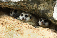 Three Meerkat Sleep Under The Rock