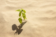 Green Plant Grows In Sand Loneliness And Faith Concept