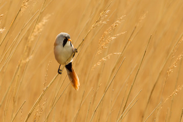 bearded reedling or bearded tit perched on reed stem