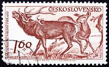 Postage Stamp Czechoslovakia 1959 Red Deer, Cervus Elaphus