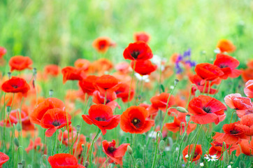 Wall Mural - red poppy