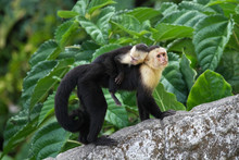 Adult Capuchin Monkey Carrying Baby On Its Back