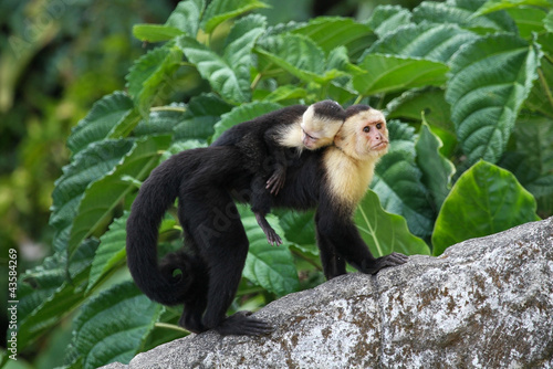 Fotografija Adult Capuchin Monkey Carrying Baby on its Back