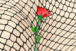 © francovolpato - Una rosa rossa, simbolo della passione