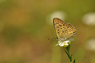 Wall Mural - Lycaena tityrus