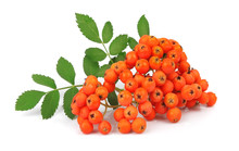 Bunch Of Red Rowan