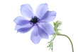 blue hepatica flower