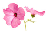 Fototapeta Storczyk - pink lavatera flowers
