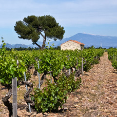 Wall Mural - Châteauneuf-du-Pape's Vineyards