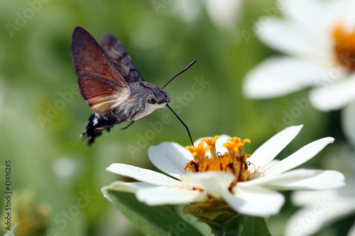 Fotoboard na płycie Motyl w podejściu do kwitnienia