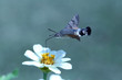 Schmetterling an Blüte im Flug