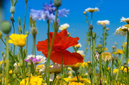Board z aluminiowym obramowaniem Mak lub czerwony kwiat papaver