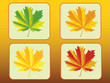 Set of of autumn maple leaves