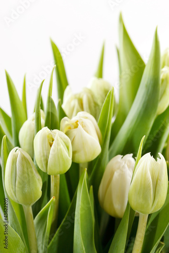 biale-tulipany-z-zielonymi-liscmi-na-bialym-tle