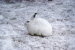 White hare in winter time