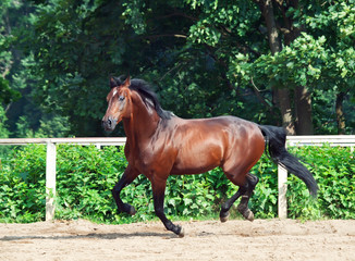 galloping bay sportive breed  horse in open manege