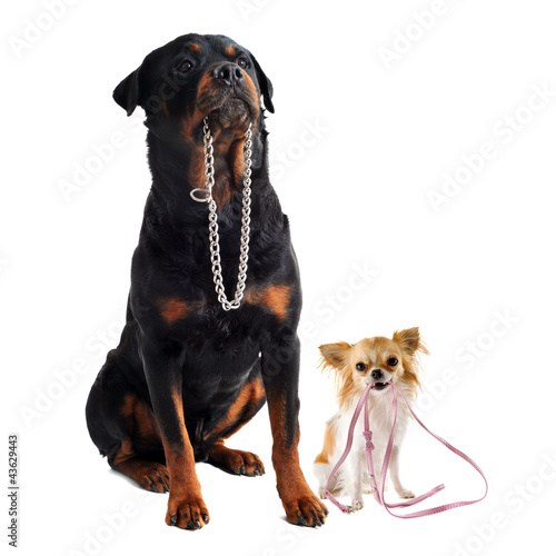 Fotografía dogs with collar and leash