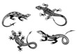 Lizard reptiles