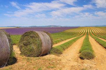 Sticker - Lavendelfeld Ernte - lavender field harvest 07