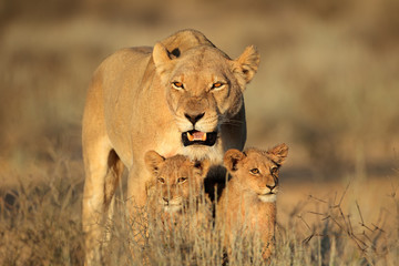 Wall Mural - lioness with young cubs, kalahari