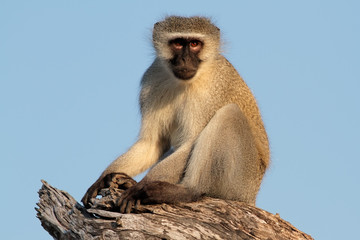 Wall Mural - vervet monkey (cercopithecus aethiops)