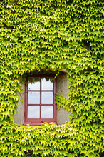 Ivy Covered Wall And Window