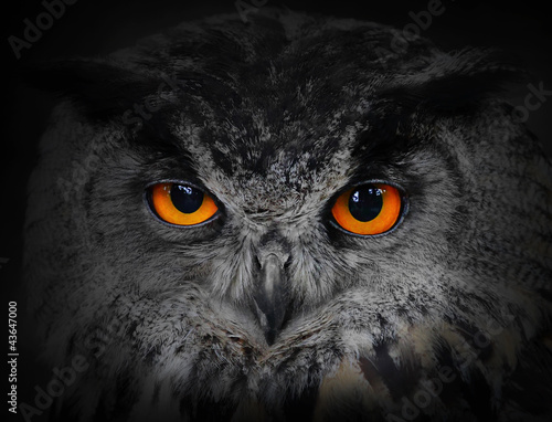 Fototapeta dla dzieci The evil eyes. ( Eagle Owl, Bubo bubo).