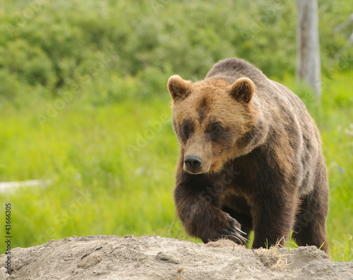 Plakat na papierze fotorealistycznym Alaskan niedźwiedź grizzly idąc w kierunku widza