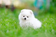 White pomeranian spitz puppy sitting in the grass