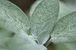 Garten-Salbei - Salvia officinalis `Berggarten´