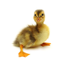 Duckling On White Background
