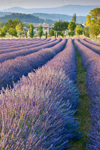 Naklejka na drzwi Lavender field in Provence