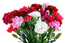 Red,purple,pink And White Carnations In Posy
