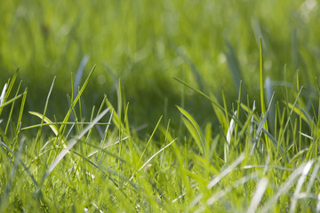 grass