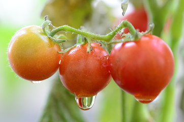 tomatoes on garden