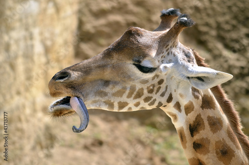 Board z aluminiowym obramowaniem Portret profil żyrafa (giraffa camelopardalis) język