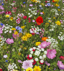 wild flower on a summer meadow