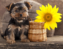 Yorkshire Terrier  Puppy And Sunflower